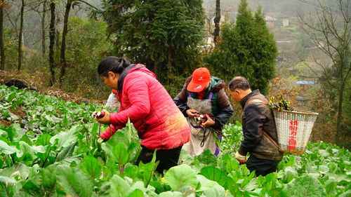脫貧攻堅出列紀實 太平鄉(xiāng)抬石村基礎完善添動力 產(chǎn)業(yè)發(fā)展促脫貧