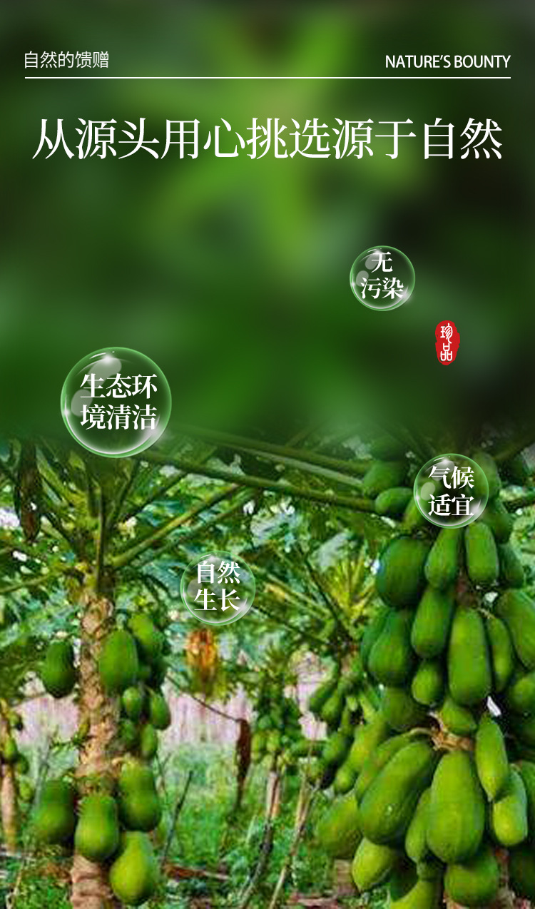 中華藥都珍品 干木瓜絲初級(jí)農(nóng)產(chǎn)品的選購(gòu)與價(jià)值