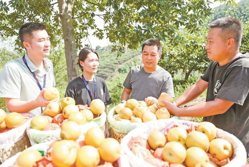 廣安“三端協(xié)同”發(fā)力，讓“廣字號(hào)”初級(jí)農(nóng)產(chǎn)品走向廣闊市場(chǎng)