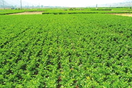 蘭州市農產品質量安全邁向新臺階 初級農產品檢測基本實現全覆蓋