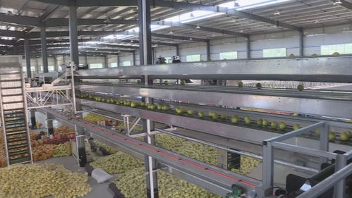 平和蜜柚 中國(guó)特色農(nóng)產(chǎn)品優(yōu)勢(shì)區(qū)的金色名片